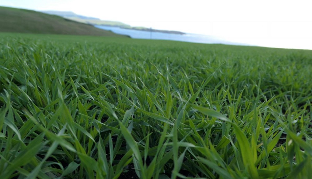 Spring barley growing in Shetland